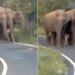 Viral Video Shows Z Plus Security Newborn Elephant Seen Walking In Tight Security Of A Herd Of Elephants – नन्हे हाथी को यूं घेर कर चल रहा था हाथियों का झुंड, नेटिजन्स ने कहा