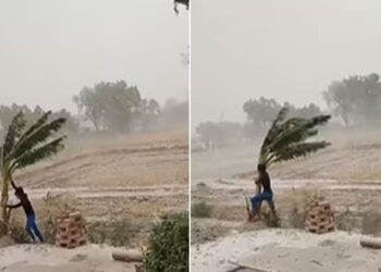 Video Of A Young Man Standing To Save The Tree From Uprooting In The Storm Went Viral On Social Media