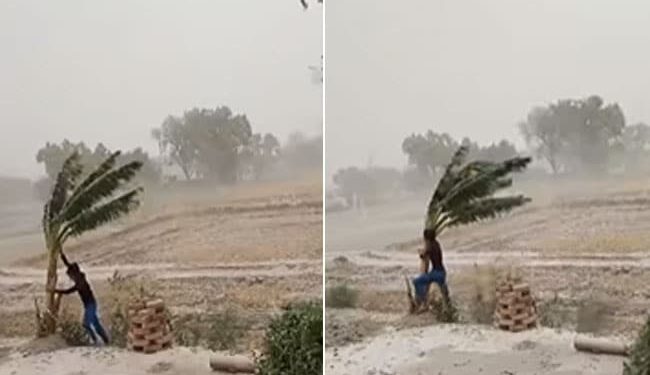 Video Of A Young Man Standing To Save The Tree From Uprooting In The Storm Went Viral On Social Media