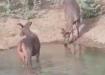 Leopard And Deer Were Seen Drinking Water Standing Together From The Pond, People Were Surprised To See The Video – तलाब से एक साथ खड़े होकर पानी पीते दिखे तेंदुआ और हिरण, वीडियो देख लोगों ने कहा