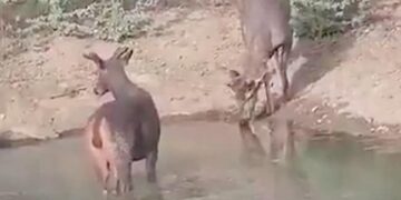 Leopard And Deer Were Seen Drinking Water Standing Together From The Pond, People Were Surprised To See The Video – तलाब से एक साथ खड़े होकर पानी पीते दिखे तेंदुआ और हिरण, वीडियो देख लोगों ने कहा