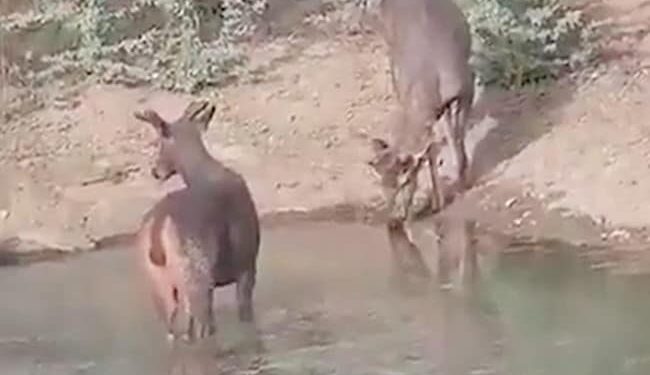 Leopard And Deer Were Seen Drinking Water Standing Together From The Pond, People Were Surprised To See The Video – तलाब से एक साथ खड़े होकर पानी पीते दिखे तेंदुआ और हिरण, वीडियो देख लोगों ने कहा