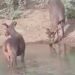 Leopard And Deer Were Seen Drinking Water Standing Together From The Pond, People Were Surprised To See The Video – तलाब से एक साथ खड़े होकर पानी पीते दिखे तेंदुआ और हिरण, वीडियो देख लोगों ने कहा