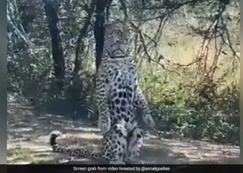 Leopard Striking Poses Infront Of Camera Internet Amazed To See It Said Star Performance Watch Viral Video – तेंदुए ने खाली सड़क पर कैमरे के सामने दिए गज़ब पोज़, किसी ने कहा- मॉडल, तो कोई बोला- स्टार परफॉर्मर