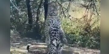 Leopard Striking Poses Infront Of Camera Internet Amazed To See It Said Star Performance Watch Viral Video – तेंदुए ने खाली सड़क पर कैमरे के सामने दिए गज़ब पोज़, किसी ने कहा- मॉडल, तो कोई बोला- स्टार परफॉर्मर