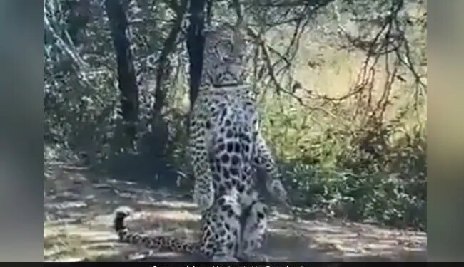 Leopard Striking Poses Infront Of Camera Internet Amazed To See It Said Star Performance Watch Viral Video – तेंदुए ने खाली सड़क पर कैमरे के सामने दिए गज़ब पोज़, किसी ने कहा- मॉडल, तो कोई बोला- स्टार परफॉर्मर