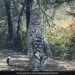 Leopard Striking Poses Infront Of Camera Internet Amazed To See It Said Star Performance Watch Viral Video – तेंदुए ने खाली सड़क पर कैमरे के सामने दिए गज़ब पोज़, किसी ने कहा- मॉडल, तो कोई बोला- स्टार परफॉर्मर