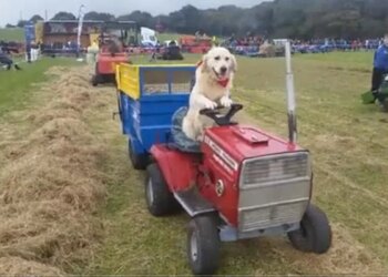 This Dog Drives A Tractor, Wants To Become A Farmer, Videos Are Going Viral On Social Media