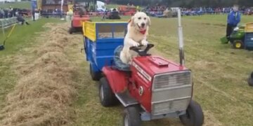 This Dog Drives A Tractor, Wants To Become A Farmer, Videos Are Going Viral On Social Media