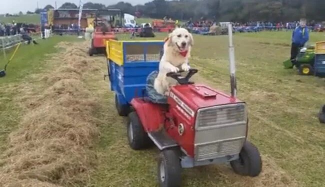 This Dog Drives A Tractor, Wants To Become A Farmer, Videos Are Going Viral On Social Media