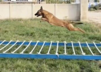 कुत्ते का ऐसा करतब देख दंग रह जाएंगे आप, हवा में लगाई शेर जैसी छलांग, देखें वायरल वीडियो