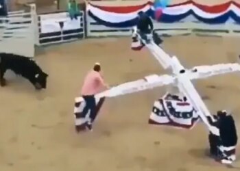 These Four Friends Continued To Enjoy The Swing By Dodging The Dreaded Bull, See This Heart-wrenching VIDEO