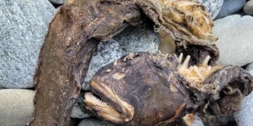 Horrible Sea Creature With Needle Like Teeth Washes Ashore In US Internet Shocked