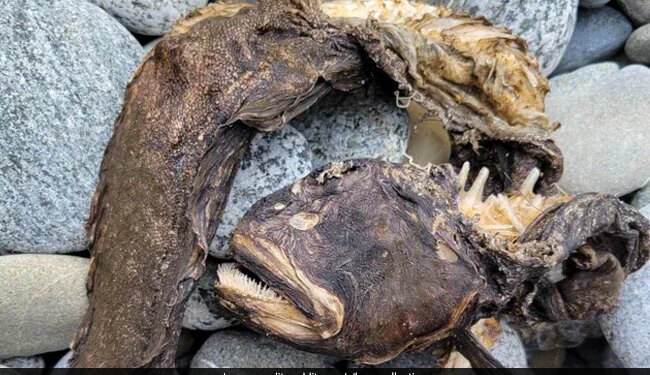 Horrible Sea Creature With Needle Like Teeth Washes Ashore In US Internet Shocked