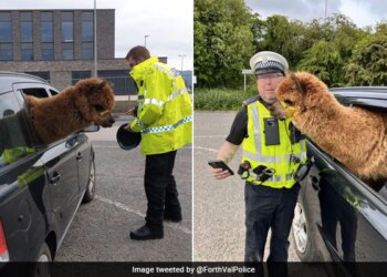 Cop Stopped A Car In Scotland Find Alpaca In Front Seat | Scotland Police Stop Car For Routine Check Find Unusual Passenger In Front Seat