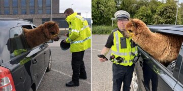 Cop Stopped A Car In Scotland Find Alpaca In Front Seat | Scotland Police Stop Car For Routine Check Find Unusual Passenger In Front Seat
