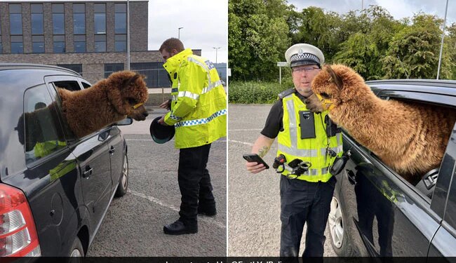 Cop Stopped A Car In Scotland Find Alpaca In Front Seat | Scotland Police Stop Car For Routine Check Find Unusual Passenger In Front Seat