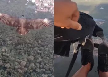 Man Fly With Bird During Paragliding Rare Video Goes Viral On Social Media Watch This Heart Winning Video