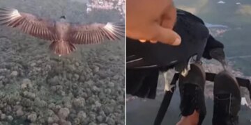 Man Fly With Bird During Paragliding Rare Video Goes Viral On Social Media Watch This Heart Winning Video