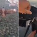 Man Fly With Bird During Paragliding Rare Video Goes Viral On Social Media Watch This Heart Winning Video