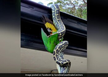 Giant Python Caught Feasting On Rainbow Lorikeet While Hanging Upside-Down, Internet Stunned