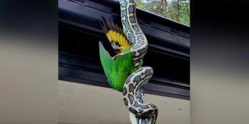 Giant Python Caught Feasting On Rainbow Lorikeet While Hanging Upside-Down, Internet Stunned