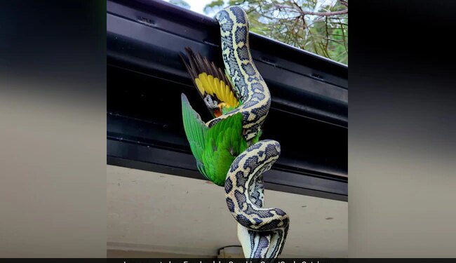Giant Python Caught Feasting On Rainbow Lorikeet While Hanging Upside-Down, Internet Stunned