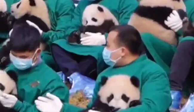 बंपर नौकरी! पांडा को सुलाने के लिए मिल रही जॉब, देखें क्या करना होगा काम