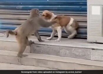 Dog Was Sitting Peacefully Monkey Started Teasing Shows Attitude Then What Happened Next You Will Get Angry See Viral Video – कुत्ता आराम से बैठा था, बंदर लगा उसे छेड़ने, फिर जो हुआ वो देख आपको भी आ जाएगा गुस्सा