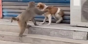 Dog Was Sitting Peacefully Monkey Started Teasing Shows Attitude Then What Happened Next You Will Get Angry See Viral Video – कुत्ता आराम से बैठा था, बंदर लगा उसे छेड़ने, फिर जो हुआ वो देख आपको भी आ जाएगा गुस्सा