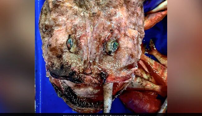 समुद्र में मिला सबसे बदसूरत और खौफनाक जीव, किसी को नहीं पता क्या है इसका नाम, देखकर लोगों के उड़े होश