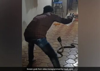 King Cobra Spreading Its Hood Sitting In The House Man Came To Catch It Then What Happened Next Watch Shocking Video