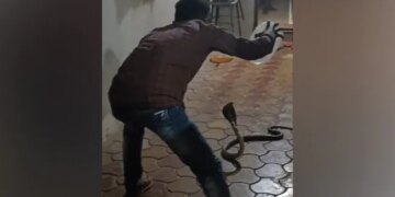 King Cobra Spreading Its Hood Sitting In The House Man Came To Catch It Then What Happened Next Watch Shocking Video