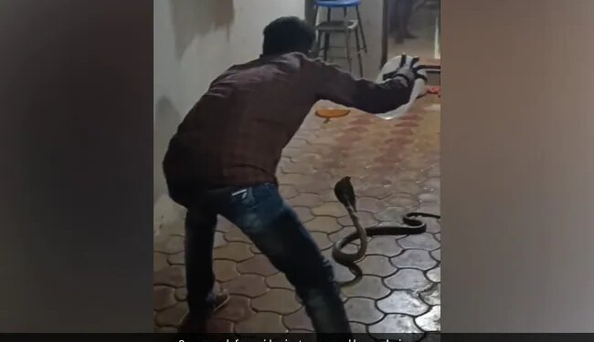 King Cobra Spreading Its Hood Sitting In The House Man Came To Catch It Then What Happened Next Watch Shocking Video