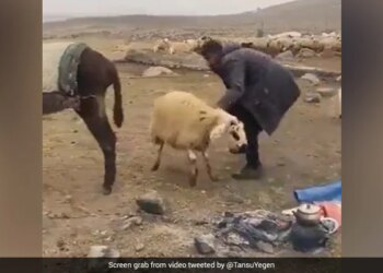 VIDEO, When Cattle Sheep And Donkeys Snatched The Shepherds Lunch…