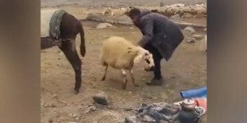 VIDEO, When Cattle Sheep And Donkeys Snatched The Shepherds Lunch…