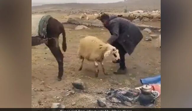 VIDEO, When Cattle Sheep And Donkeys Snatched The Shepherds Lunch…