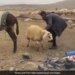 VIDEO, When Cattle Sheep And Donkeys Snatched The Shepherds Lunch…