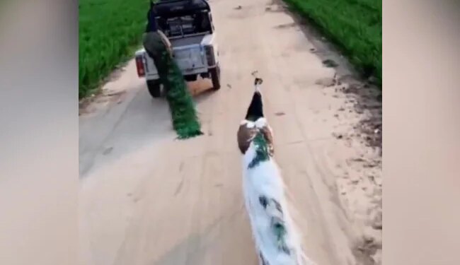 मोर ने अनोखे अंदाज में ऑटो वाले से मांगी लिफ्ट, पहले से सवार थी जानी पहचानी सवारी