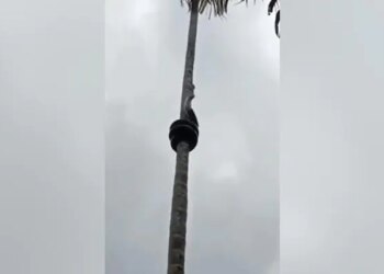 Have You Ever Seen The Pole Dance Of A Snake, The Snake Waving Like This On The Tree, You Will Be Stunned To See It – सांप ने पेड़ पर दिखाया पोल डांस, वीडियो देखने के बाद लोगों ने कहा