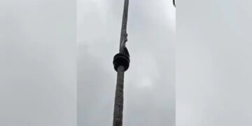 Have You Ever Seen The Pole Dance Of A Snake, The Snake Waving Like This On The Tree, You Will Be Stunned To See It – सांप ने पेड़ पर दिखाया पोल डांस, वीडियो देखने के बाद लोगों ने कहा