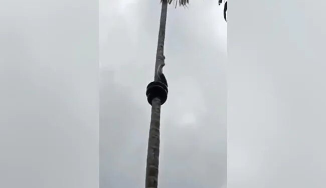 Have You Ever Seen The Pole Dance Of A Snake, The Snake Waving Like This On The Tree, You Will Be Stunned To See It – सांप ने पेड़ पर दिखाया पोल डांस, वीडियो देखने के बाद लोगों ने कहा