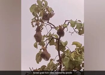With The Onset Of Monsoon, This Bird Started Building Its Unique Nest – मॉनसून के साथ इस पक्षी ने सबसे अलग और खूबसूरत घोंसले बनाना शुरू किया, देखें