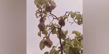 With The Onset Of Monsoon, This Bird Started Building Its Unique Nest – मॉनसून के साथ इस पक्षी ने सबसे अलग और खूबसूरत घोंसले बनाना शुरू किया, देखें