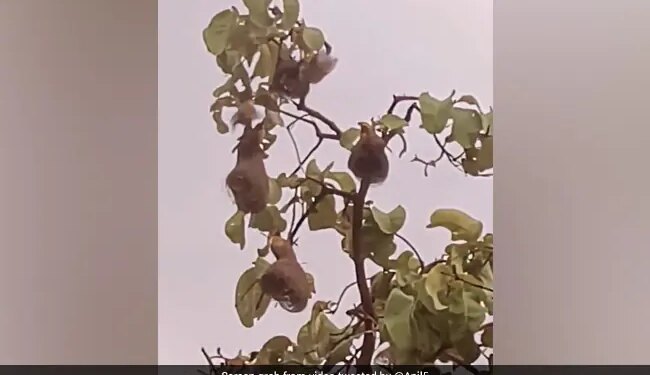 With The Onset Of Monsoon, This Bird Started Building Its Unique Nest – मॉनसून के साथ इस पक्षी ने सबसे अलग और खूबसूरत घोंसले बनाना शुरू किया, देखें