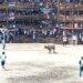 Colombia Bullfight Incident Is A Big Lesson, If You Torture Animals For Your Entertainment, It Will Be Gods Last Laugh, Viral Video