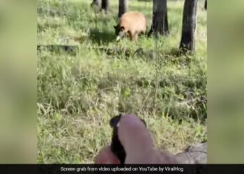 Man Was Clicking Photos Of A Bear Animal Got Angry Running Badly Behind Him See What Happened Next In Viral Video