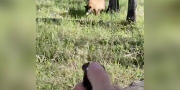 Man Was Clicking Photos Of A Bear Animal Got Angry Running Badly Behind Him See What Happened Next In Viral Video