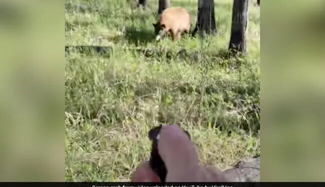 Man Was Clicking Photos Of A Bear Animal Got Angry Running Badly Behind Him See What Happened Next In Viral Video