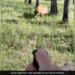Man Was Clicking Photos Of A Bear Animal Got Angry Running Badly Behind Him See What Happened Next In Viral Video
